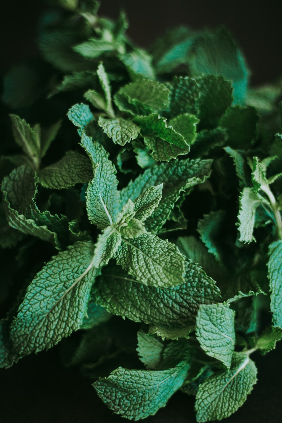 Mint