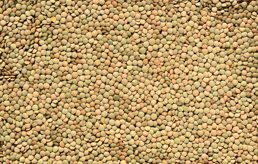 Green Lentils