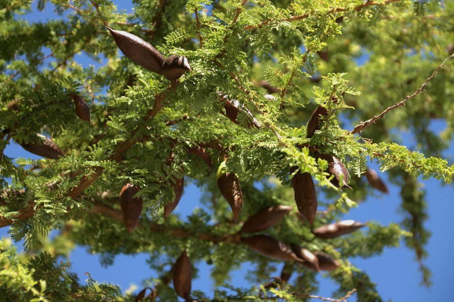 Carob